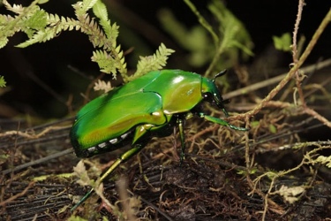 An-iridescent-Beetle-foun-006