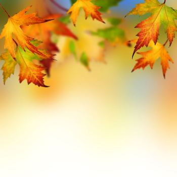 autumn-leaves-backgrounds-wallpapers